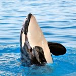 سبد خرید و پرداخت