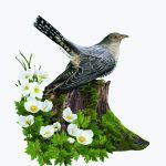 سبد خرید و پرداخت