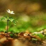 سبد خرید و پرداخت