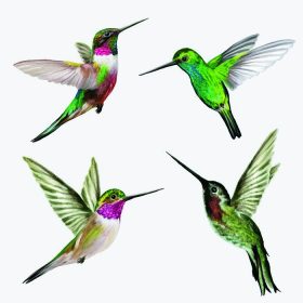 دانلود چهار پرنده کوچک hummingbird تنظیم کنید