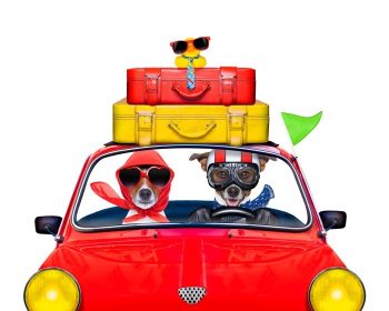 دانلود زن و شوهر از جک russell فقط سگ های متاهل در حال رانندگی یک ماشین برای تعطیلات تعطیلات تابستان یا ماه عسل ، جدا شده در زمینه سفید ، stac