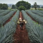 وکتور نماد عضو بدن انسان برای اهدای پیوند