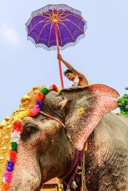دانلود کرالا ، هند – 21 مارس 2016 سوارکاری بر روی طلای پورام در جشنواره پورام در کرالا ، هند که بر روی طلا تزئین شده بود ، بر روی طلا نقره