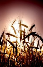 دانلود زمینه گندم در طلوع آفتاب در یک روز آفتابی