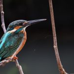 سبد خرید و پرداخت