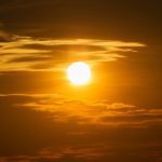 دانلود مجموعه وکتور رایگان وکتور گل کاملیا عاشقانه