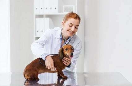 دانلود دارو ، حیوان خانگی ، حیوانات ، مراقبت های بهداشتی و مفهوم افراد – پزشک دامپزشک خوشحال با استتوسکوپ سگ داچوند را در کلینیک دامپزشکی معاینه می کند