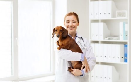 دانلود دارو ، حیوان خانگی ، حیوانات ، مراقبت های بهداشتی و مفهوم افراد – دامپزشک خوشحال یا نگه داشتن سگ داچشوند در کلینیک دامپزشکی