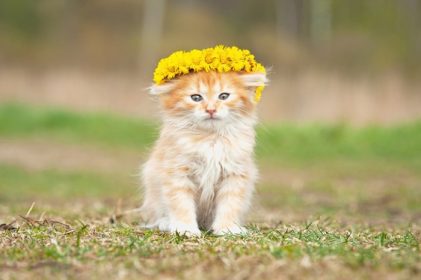 دانلود بچه گربه قرمز کوچک با تاج گل از بالای سر آن_002
