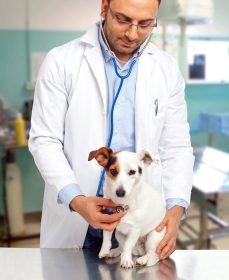 دانلود پزشک دامپزشک یک چک را به یک سگ جوجه روسل انجام می دهد
