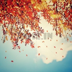 دانلود زیبا پس زمینه پاییزی، مرز درخت پاییزه با افتادن برگ های قدیمی در آسمان آبی ابر بادی، زمینه طبیعی انتزاعی، nat