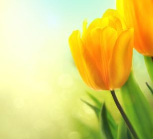 دانلود گل لاله های زیبا بهار در حال رشد است. توله های زیبا زرد نزدیک است. دسته گل. طراحی زیبا از عید پاک یا موت