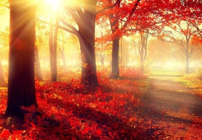 دانلود فصل پاييز. صحنه سقوط پارک زیبا پاییز. صحنه طبیعت زیبایی درختان و برگ های پاییز، جنگل های مه آلود در خورشید خورشید