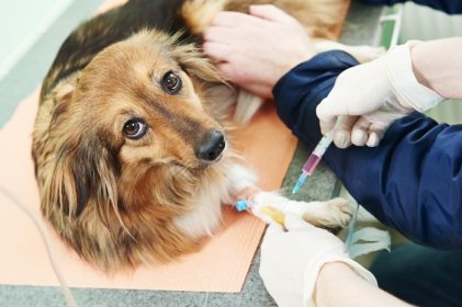 دانلود متخصص جراحی دامپزشک در حال انجام معاینه پزشکی آزمایش خون سگ در کلینیک جراحی دامپزشکی