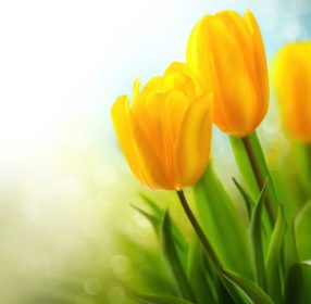دانلود دسته گل عید پاک بهار. دسته گل توله های زیبا زرد. مادر زیبا روز هدیه بیش از طبیعت سبز تمیز پس زمینه. بهار