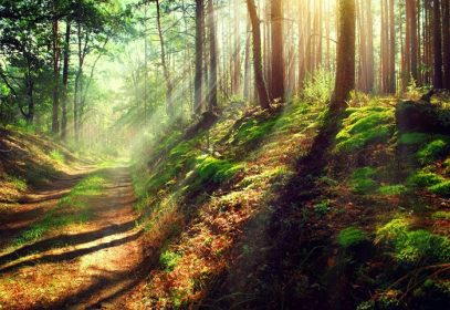 دانلود جنگل پاییز پارک جادویی صحنه جنگل قدیمی با حوادث خورشید، سایه ها و مه ها