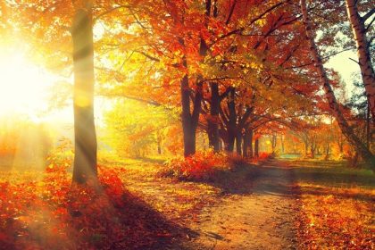 دانلود فصل پاييز. سقوط. پارک پاییز درختان و برگ های پاییز در اشعه خورشید. صحنه پاییز