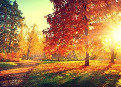 دانلود فصل پاييز. سقوط. پارک پاییز درختان پاییز و برگ در نور خورشید. صحنه پاییز