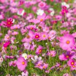 دانلود تصویر برداری پس زمینه بدون درز زرد هندسی انتزاعی