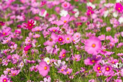 دانلود گل کیهان ، زمینه گلهای رنگارنگ در زمستان