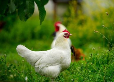 دانلود مرغ در چمن در مزرعه