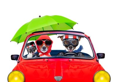 دانلود زن و شوهر از جک russell فقط سگ های متاهل در حال رانندگی یک ماشین برای تعطیلات تعطیلات تابستان یا ماه عسل ، جدا شده در زمینه سفید ، WIF
