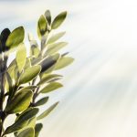 سبد خرید و پرداخت