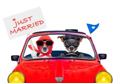 دانلود زن و شوهر از سگ های جک روسل تازه متاهل که برای تعطیلات تعطیلات و ماه عسل یک ماشین خنده دار را اداره می کنند ، یک نفر دارای یک بنر یا پلاکارد