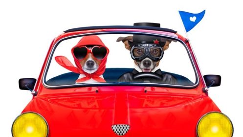 دانلود زن و شوهر از سگ های جک روسل تازه متاهل که برای تعطیلات و ماه عسل یک ماشین خنده دار رانندگی می کنند ، در زمینه سفید جدا شده اند