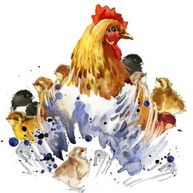 دانلود گرافیک های تی شرت مرغ و مرغ ، تصویرگری خانواده مرغ با آبرنگ چلپ چلوپ بافت