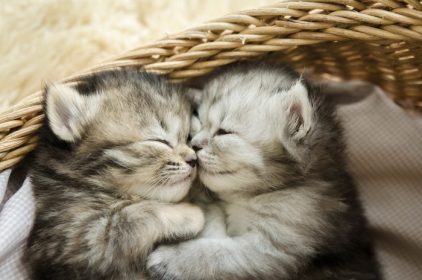 دانلود بچه گربه های تابستانی ناز خوابیده و در آغوش گرفتن در سبد_002