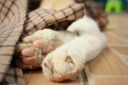 دانلود پاهای خواب گربه در پارک_001