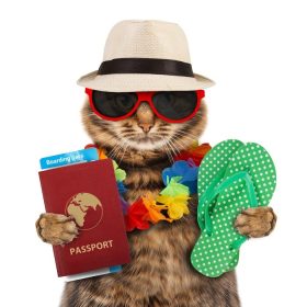 دانلود گربه خنده دار با گذرنامه و بلیط هواپیما ، جدا شده در background_002