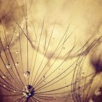 سبد خرید و پرداخت