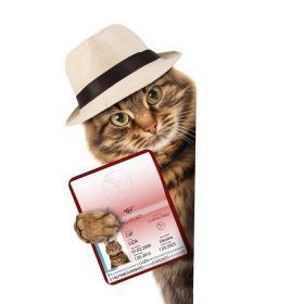 دانلود گربه خنده دار با گذرنامه