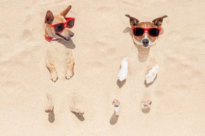 دانلود زن و شوهر دو سگ در تعطیلات تعطیلات تابستانی در ساحل در شن و ماسه دفن شده ، از آن لذت ببرند و لذت ببرند ، عینک آفتابی قرمز بپوشند