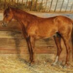 سبد خرید و پرداخت