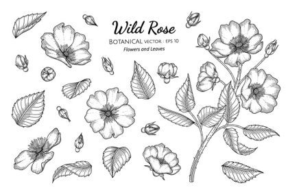 دانلود مجموعه وکتور گل و برگ گل رز وحشی با دست کشیده شده با تصویر گیاه شناسی با هنر خط در پس زمینه سفید