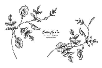 دانلود وکتور نخود پروانه ای گل و برگ نقاشی گیاه شناسی با هنر خط