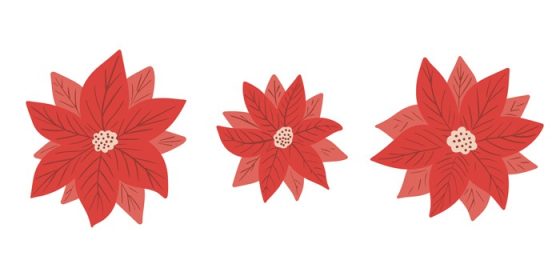 دانلود وکتور گل پوینستیا مجموعه وکتور گل ستاره کریسمس در