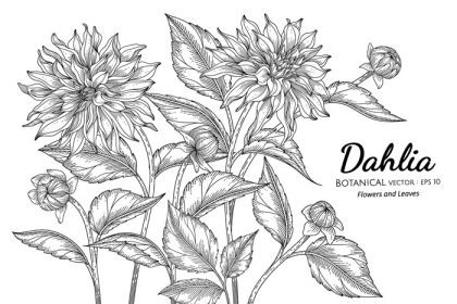 دانلود وکتور گل و برگ گل کوکب و تصویر گیاه شناسی طراحی شده با دست با هنر خط در زمینه سفید