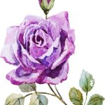 سبد خرید و پرداخت