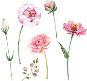 دانلود وکتور مجموعه ای از تصاویر از رنگ صورتی گل جوانه و گیاهان بردار