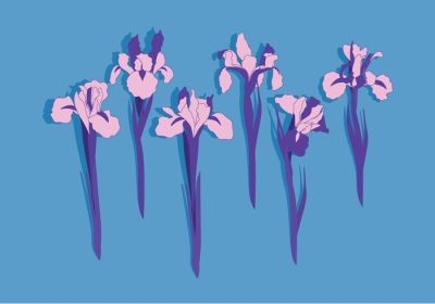 دانلود وکتور گل زنبق با رنگ زیبای بنفش بهاری که برای طرح های بهاری عالی است