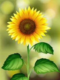 دانلود وکتور تصویر پس زمینه گل آفتابگردان در طبیعت