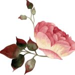 سبد خرید و پرداخت