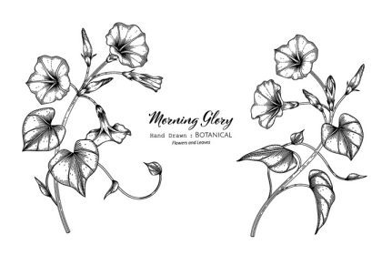 دانلود وکتور شکوه صبحگاهی گل و برگ با دست کشیده شده تصویر گیاه شناسی با هنر خط