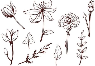 دانلود مجموعه وکتور از وکتورهای گل رایگان از جمله گل میخک گل لاله برگ جوانه میخک و موارد دیگر مناسب برای دعوت نامه ها و کارت های قدیمی