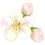 سبد خرید و پرداخت