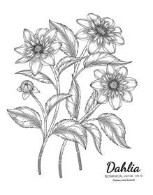 دانلود مجموعه وکتور گل و برگ گل کوکب با دست طراحی شده گیاه شناسی با هنر خط در زمینه سفید